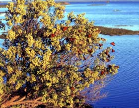 Picture of adult Monarch butterflies congregating on a tree along a shoreline.