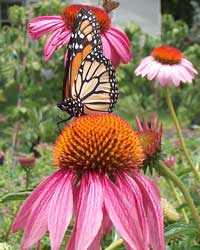 Picture of a monarch butterfly sitting on an Echinacea flower.