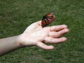 Picture of a tagged monarch butterfly being released.