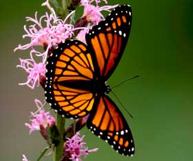 Picture of a viceroy butterfly.