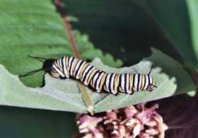 Picture of a monarch larva on the back of a milkweed leaf. Milkweed flowers are included.