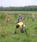 Picture of men and women planting native food plants on the Midewin Tallgrass Prairie.