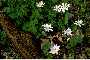 View a larger version of this image and Profile page for Sanguinaria canadensis L.
