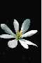 View a larger version of this image and Profile page for Sanguinaria canadensis L.