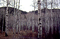 Healthy aspen stand