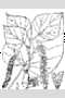 View a larger version of this image and Profile page for Populus tremuloides Michx.