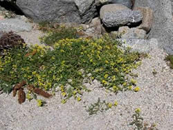 Tahoe yellow cress.