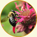 carpenter bee on a pink flower.