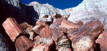 petrified log tumbling out of a badland hill, Photo by T. Scott Williams/NPS