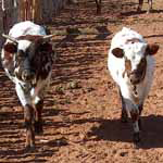 Young longhorn cattle at Pipe Spring