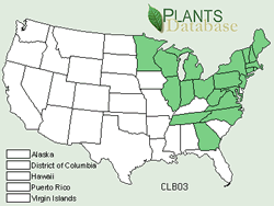 Map of the United States showing states. States are colored green where bluebead lily may be found.