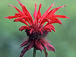 scarlet beebalm