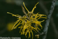 American witch hazel flower.