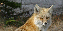 human-food-habituated red fox