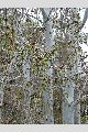 View a larger version of this image and Profile page for Populus tremuloides Michx.