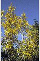 View a larger version of this image and Profile page for Populus tremuloides Michx.