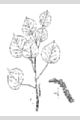 View a larger version of this image and Profile page for Populus tremuloides Michx.