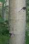 View a larger version of this image and Profile page for Populus tremuloides Michx.