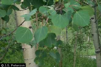 Photo of Populus tremuloides Michx.