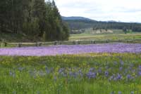 Camas lilies in the Sawtooth Valley.