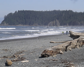 rocky beach with drift logs