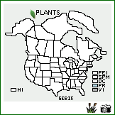 Distribution of Senna bicapsularis (L.) Roxb.. . Image Available. 