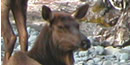 closeup of cow elk face