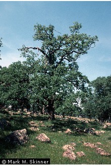 Photo of Quercus douglasii Hook. & Arn.