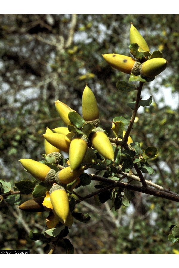 Large Photo of Quercus douglasii