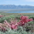 Crowley Lake / McGee Creek