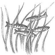 Estuaries provide habitat for many fish, such as salmon.