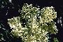 View a larger version of this image and Profile page for Sambucus L.