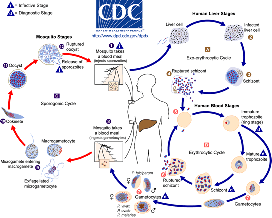 Life Cycle of Malaria