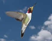ruby throated hummingbird in flight.
