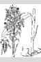 View a larger version of this image and Profile page for Platanthera ciliaris (L.) Lindl.