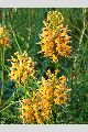 View a larger version of this image and Profile page for Platanthera ciliaris (L.) Lindl.