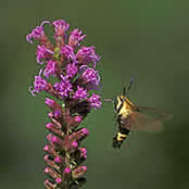 clearwing moth on Liatris spicata, Dense Blazing Star.