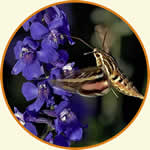 white-lined sphinx moth (Hyles lineata) flying up to a flower.