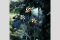 View a larger version of this image and Profile page for Platanthera ciliaris (L.) Lindl.