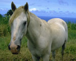 white horse by the ocean