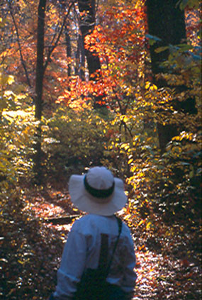 A visitor enjoys hiking in Catoctin Mountain Park during fall color.