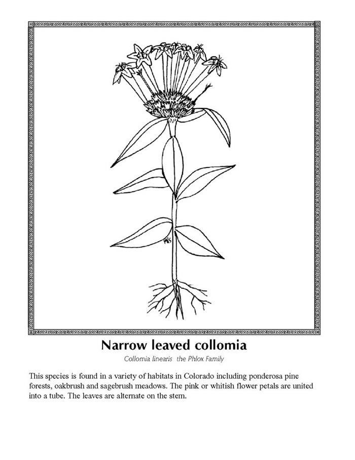 narrow leaved collomia