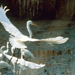 Egrets in refuge marsh.