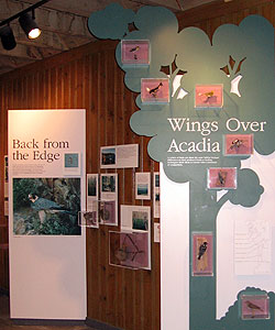 The Wings Over Acadia exhibit at the Nature Center include mounted bird specimens.
