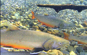 Picture of bulltrouts