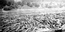 Black and White photo of the St. Croix river clogged with logs