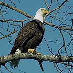 An adult bald eagle with white head and brown body sits in a tree