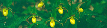 Yellow slipper flowers make a line of color