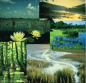 Collage of wetland types