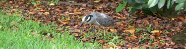 Yellow-crowned night heron, 6-06